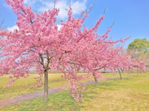 河津桜まつり2024のライトアップや駐車場、屋台、見頃などのお役立ち情報を詳しく紹介！