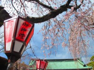 三嶋大社の桜(2024年)のライトアップの時間と見頃、開花予想は？屋台(出店)、アクセス、混雑状況についても紹介！