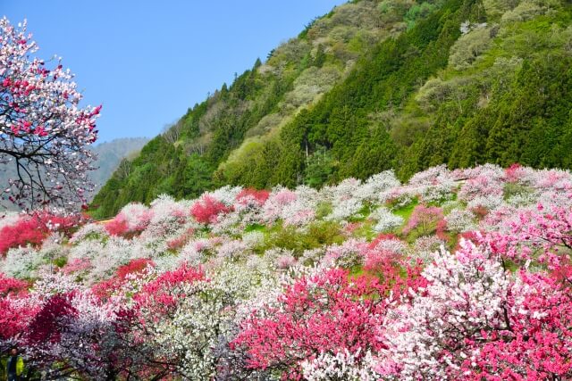 花桃の里(阿智村)の2024年の開花状況と見頃は？駐車場や混雑についても紹介！