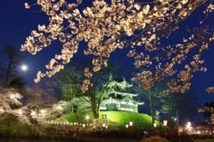 高田公園の桜！2023年の開花予想と見頃は？ライトアップ、駐車場についても紹介！