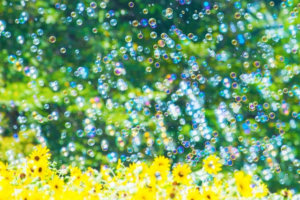 昭和記念公園のひまわり畑の2023年の見頃(開花状況)は？迷路やシャボン玉とのコラボ！