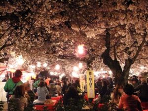 円山公園の桜の2023年のライトアップや見頃、開花状況は？時間や屋台、場所取り、混雑についても紹介！