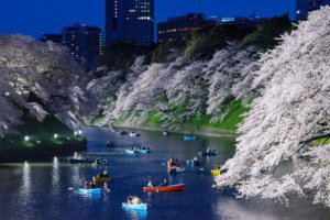 千鳥ヶ淵の桜！2024年のライトアップ・ボート情報と開花状況・見頃は？