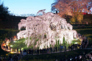 三春滝桜2024！ライトアップや駐車場・シャトルバス・開花予想・見頃などのお役立ち情報を徹底紹介！