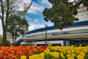 横浜公園のチューリップの2024年の見頃(開花状況)・見どころは？